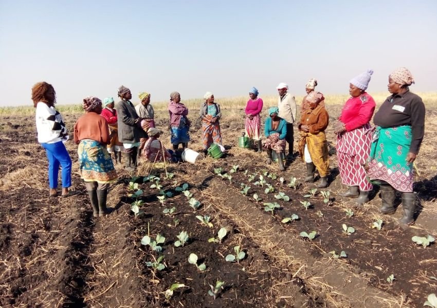 Madre Coraje y ADCR impulsan producción agrícola y apícola sostenible en Mozambique, mejorando seguridad alimentaria con apoyo de la Diputación de Sevilla.